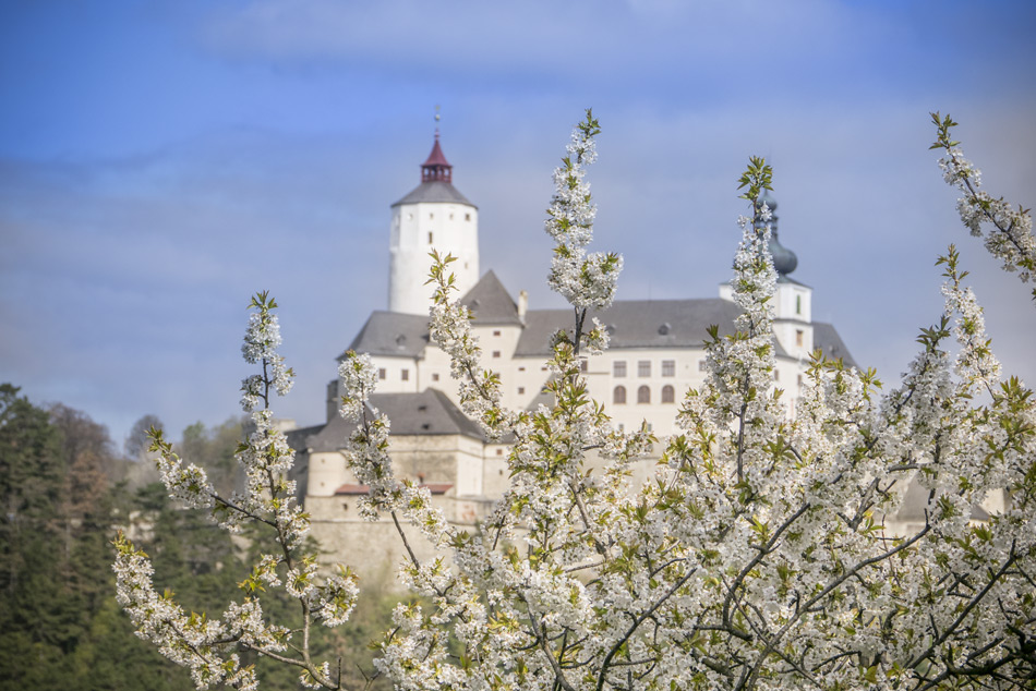 Auf dem Bild: Die Burg Forchtenstein bei der Kirschbluete