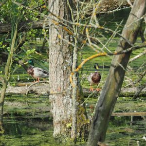 Foto: Eisteiche-Forchtenstein-Enten-01