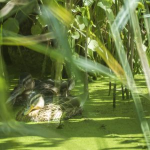 Foto: Eisteiche-Forchtenstein-Enten-02