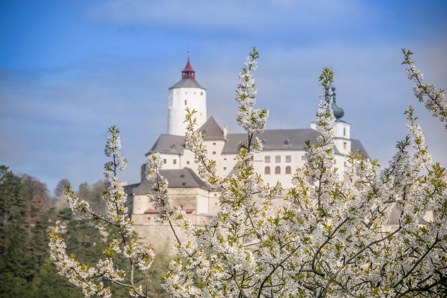 Foto: Burg Forchtenstein hinter Kirschblüten